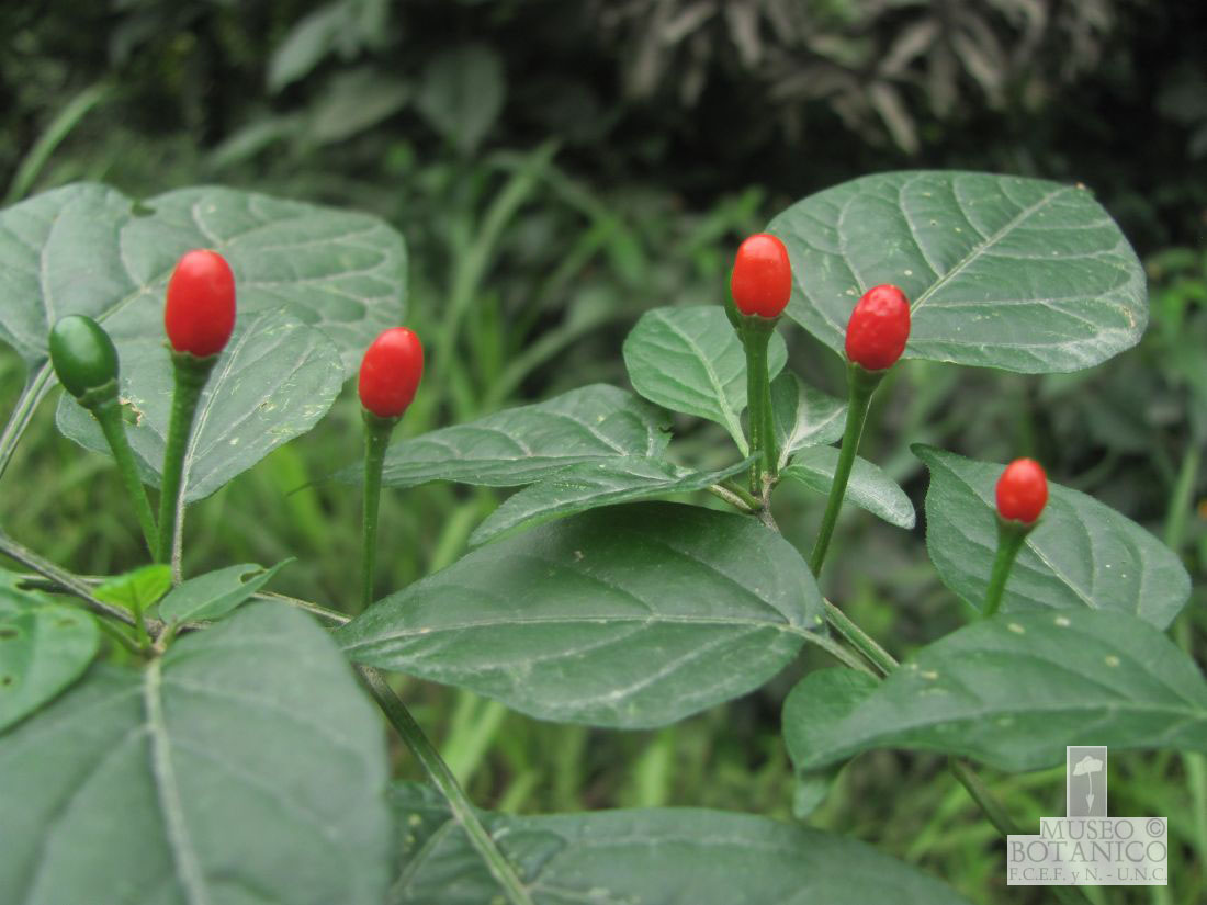 Instituto de Botánica Darwinion